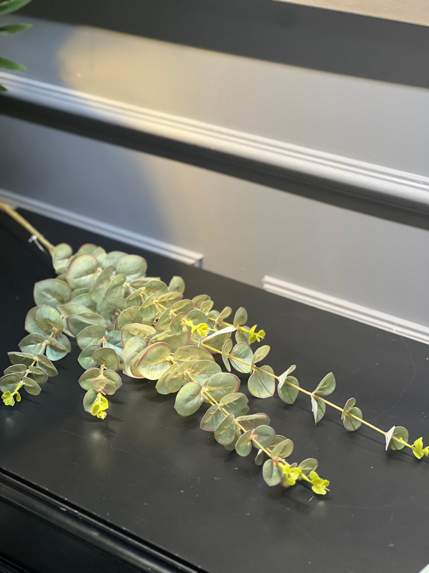 Okaliptus 100 cm